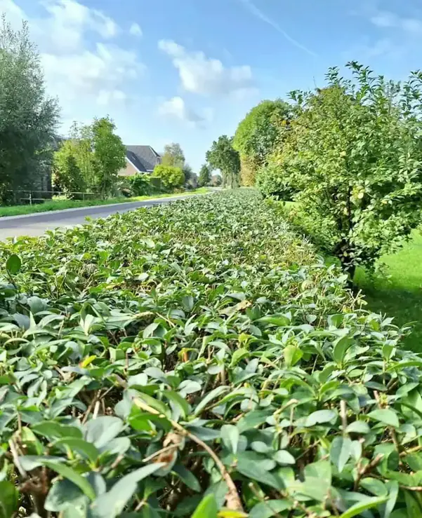 Tuinonderhoud door de With tuinaanleg & onderhoud